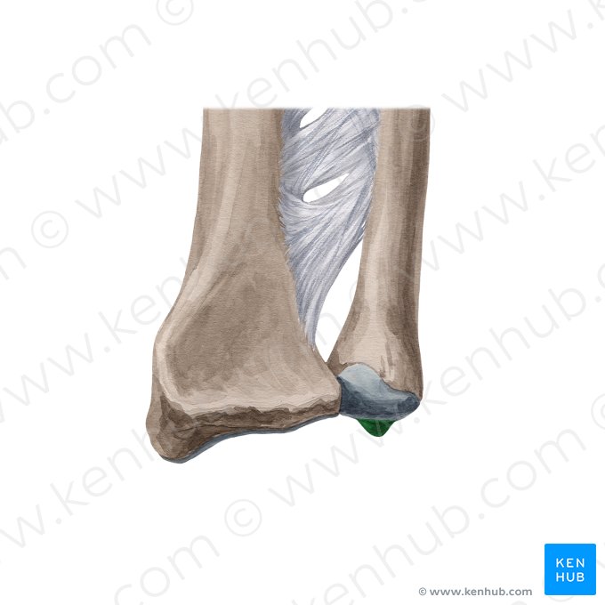 Processo estiloide da ulna (Processus styloideus ulnae); Imagem: Yousun Koh