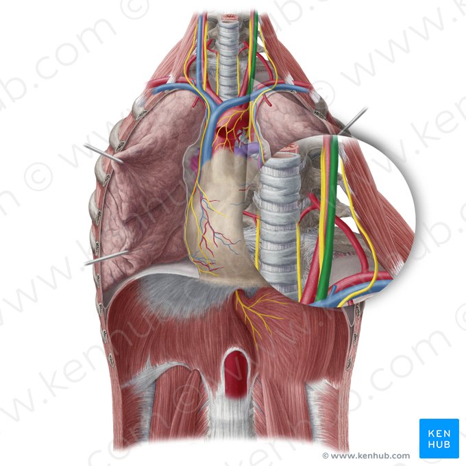 Veia jugular interna esquerda (Vena jugularis interna sinistra); Imagem: Yousun Koh