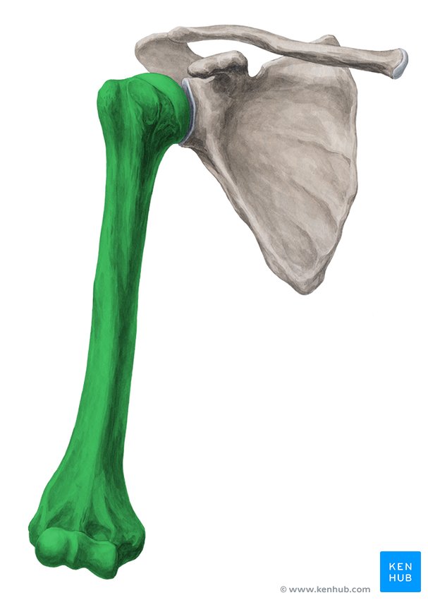 anatomía de los huesos del brazo superior