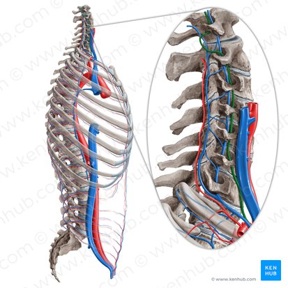 Vertebral artery (Arteria vertebralis); Image: Paul Kim