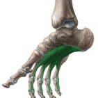 Musculus flexor digitorum brevis