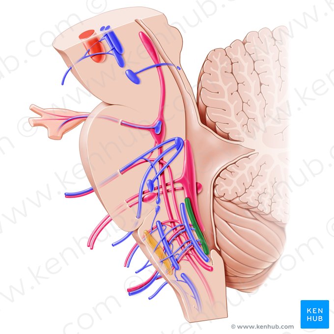 Núcleo posterior del nervio vago (Nucleus posterior nervi vagi); Imagen: Paul Kim