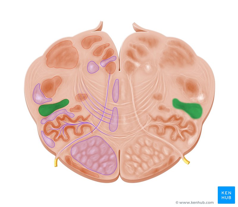 Lateral reticular nucleus - cross-sectional view