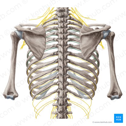 3rd-6th intercostal nerves (Nervi intercostales 3-6); Image: Yousun Koh