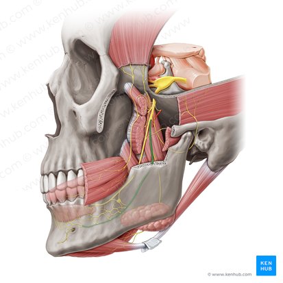 Nervus alveolaris inferior (Unterer Zahnfachnerv); Bild: Paul Kim