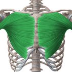 Musculus pectoralis major