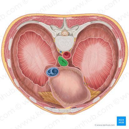 Oesophagus (Speiseröhre); Bild: Brendon Farley