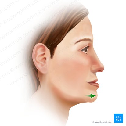 Protraction of mandible (Protractio mandibulae); Image: Paul Kim