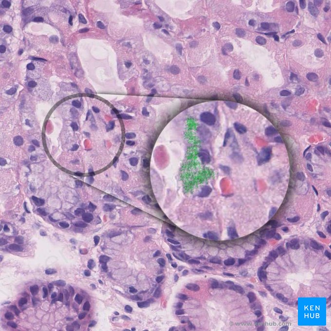 Grânulos secretórios de mucinogênio (Vesiculae mucosae); Imagem: 