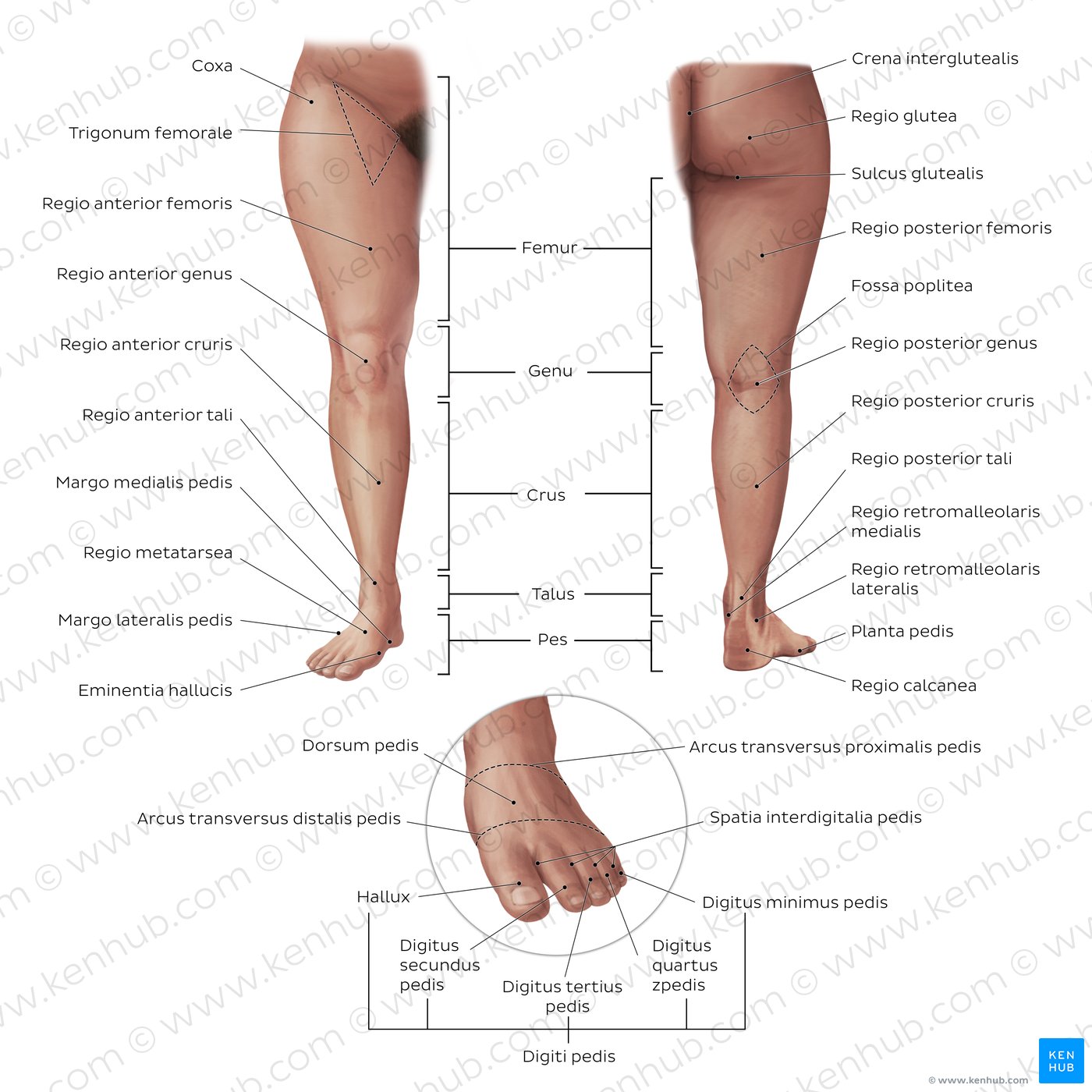 Regions of the lower extremity
