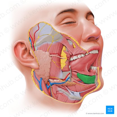 Glándula sublingual (Glandula sublingualis); Imagen: Paul Kim