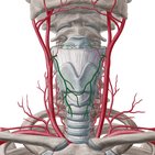 Superior thyroid artery