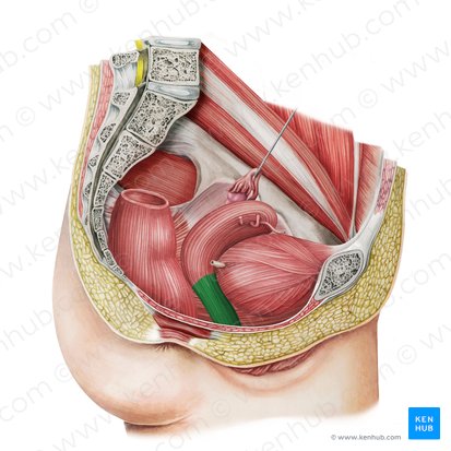 Vagina; Image: Irina Münstermann