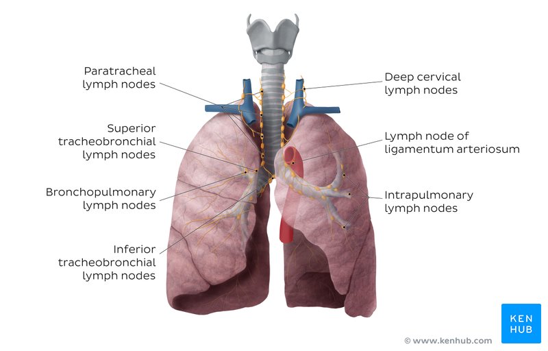 Overview of lymph nodes of the lung - anterior view