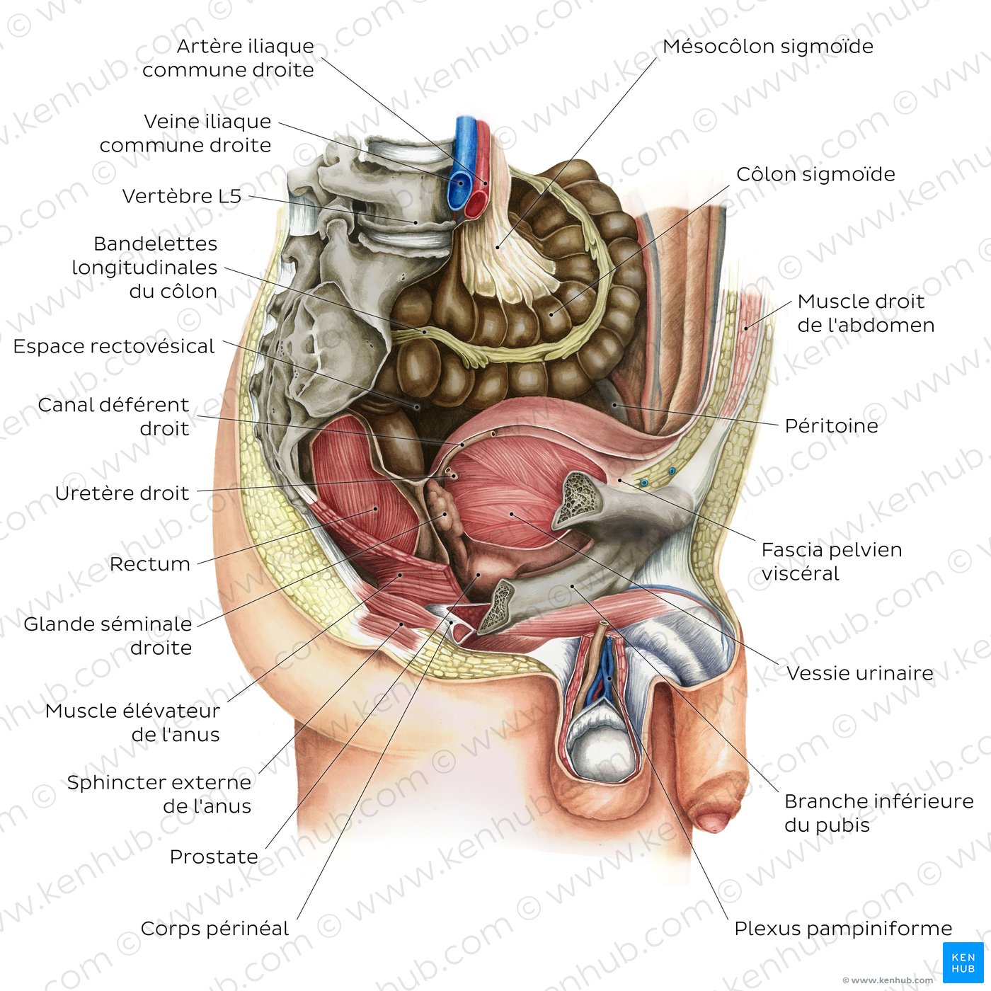 Pelvis de l’homme, viscères et périnée : schéma