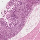 Stomach histology