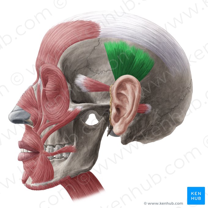 Músculo auricular superior (Musculus auricularis superior); Imagem: Yousun Koh