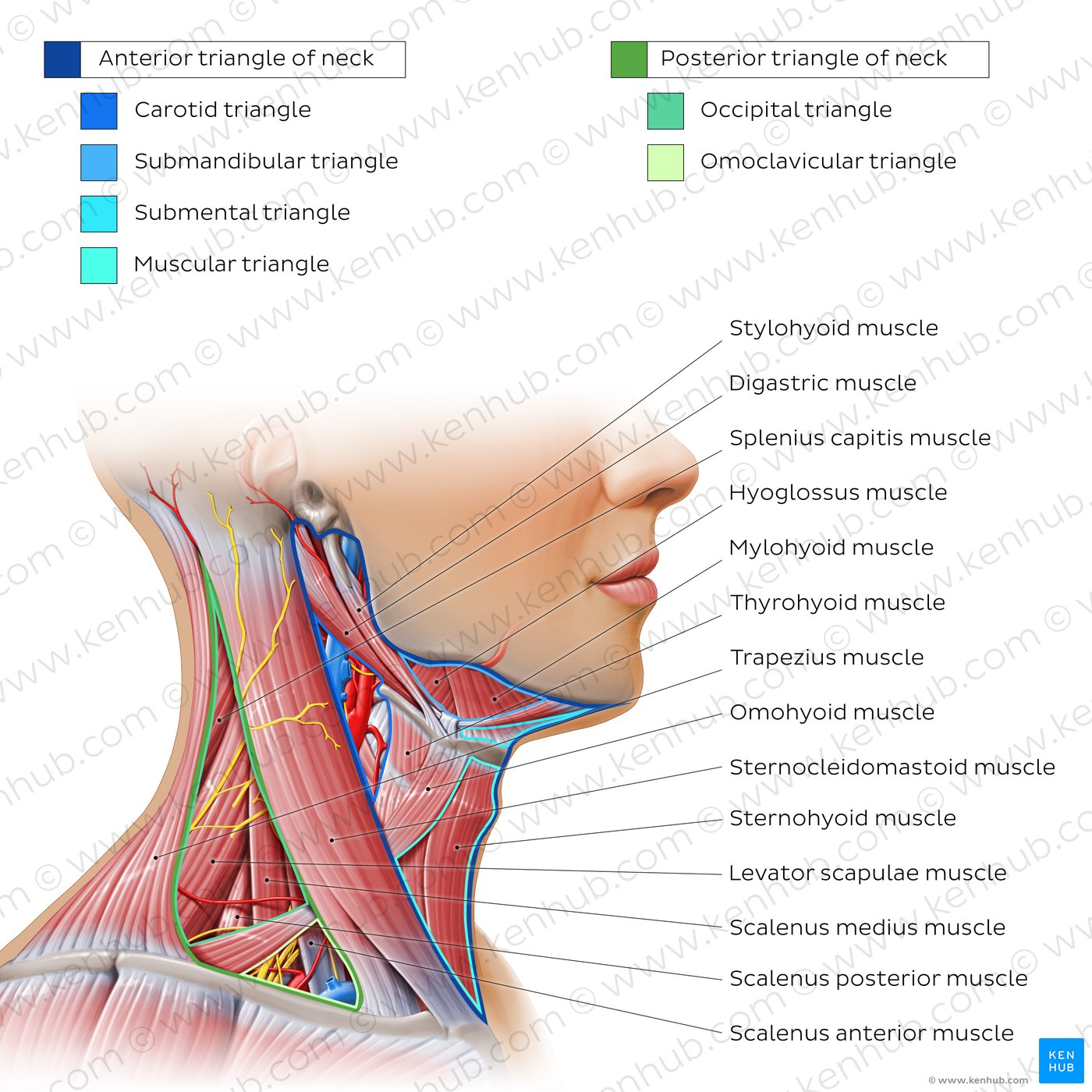 Triangles of the neck: Overview