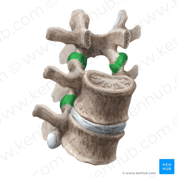 Capsule articulaire de l'articulation zygapophysaire (Capsula articularis articulationis zygapophysialis); Image : Liene Znotina