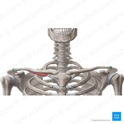 Carilla articular acromial de la clavícula (Facies articularis acromialis claviculae); Imagen: Samantha Zimmerman