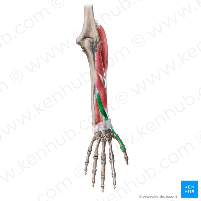 Músculo extensor curto do polegar (Musculus extensor pollicis brevis); Imagem: Yousun Koh