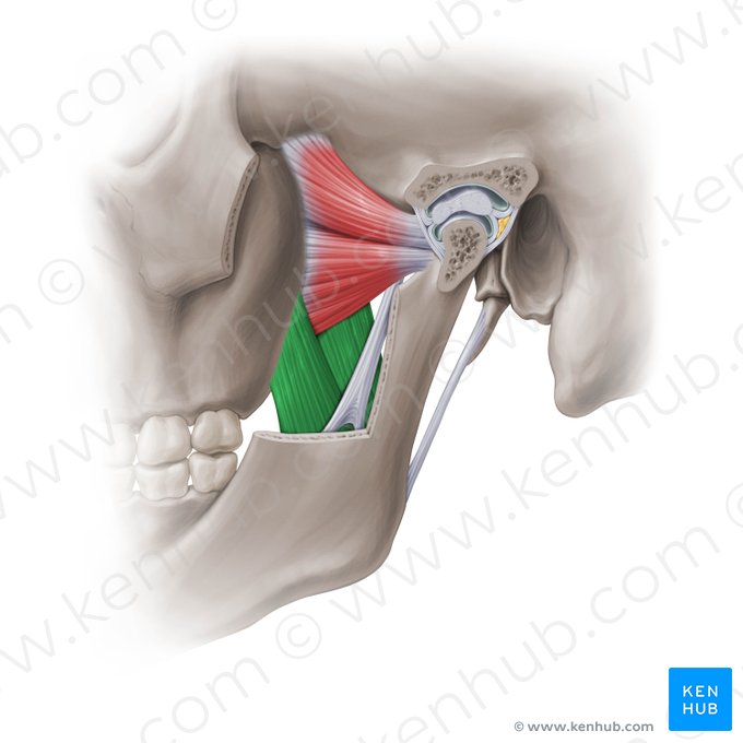 Músculo pterigoideo medial (Musculus pterygoideus medialis); Imagen: Paul Kim