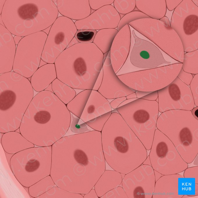 Fibroblast nucleus (Nucleus fibroblasti); Image: Tal Bavli Ziv