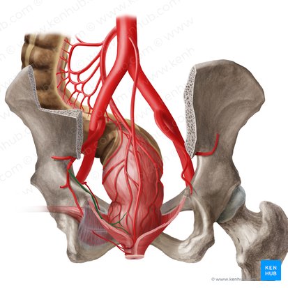 Middle anorectal artery (Arteria anorectalis media); Image: Begoña Rodriguez