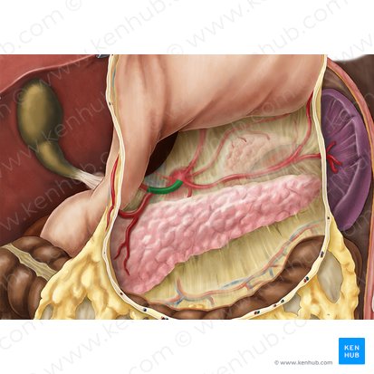 Common hepatic artery (Arteria hepatica communis); Image: Esther Gollan
