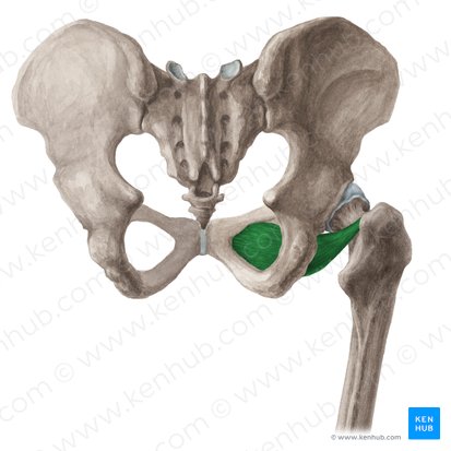 Musculus obturatorius externus (Äußerer Hüftlochmuskel); Bild: Liene Znotina