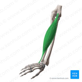 Musculus extensor carpi ulnaris (Ellenseitiger Handstrecker); Bild: Yousun Koh