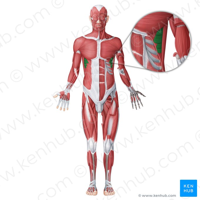 Músculo serrato anterior (Musculus serratus anterior); Imagen: Irina Münstermann