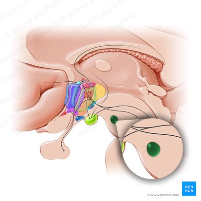 Red nucleus (Nucleus ruber); Image: Paul Kim