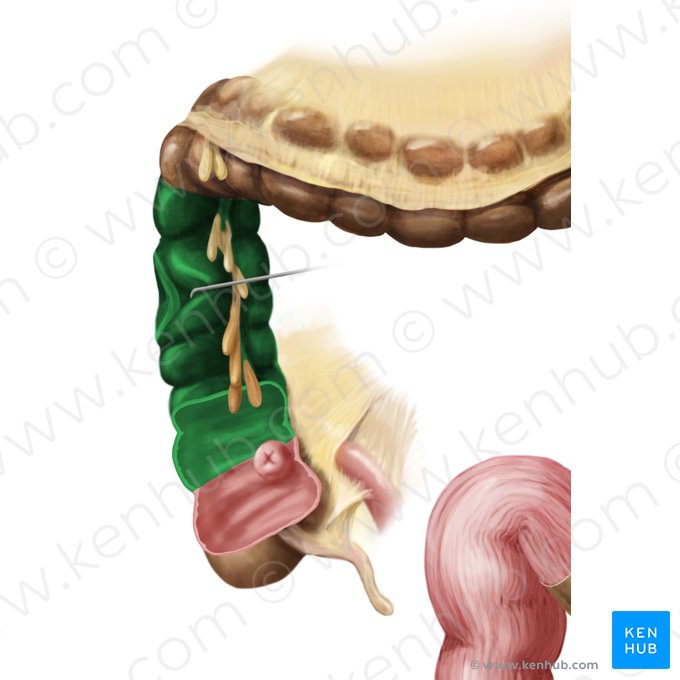 Cólon ascendente (Colon ascendens); Imagem: Begoña Rodriguez