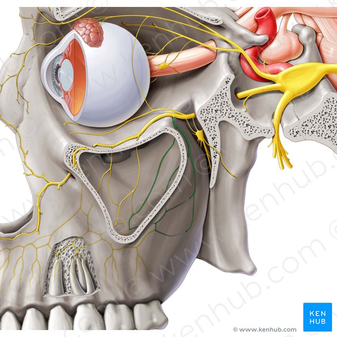 Nervus alveolaris superior posterior (Hinterer oberer Zahnfachnerv); Bild: Paul Kim