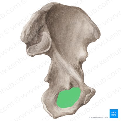 Foramen obturador del hueso coxal (Foramen obturatum ossis coxae); Imagen: Liene Znotina