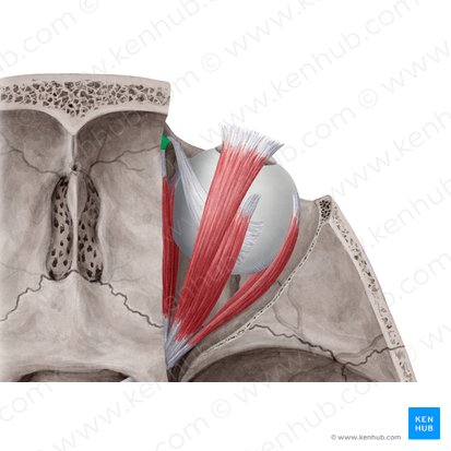 Trochlea musculi obliqui superioris (Rolle des oberen schrägen Augenmuskels); Bild: Yousun Koh