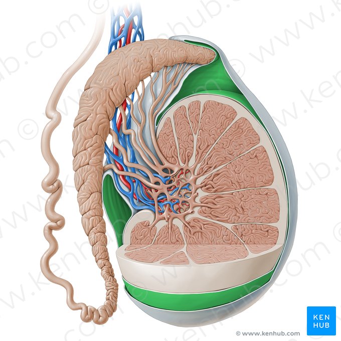 Cavidad de la túnica vaginal (Cavitas tunicae vaginalis); Imagen: Paul Kim