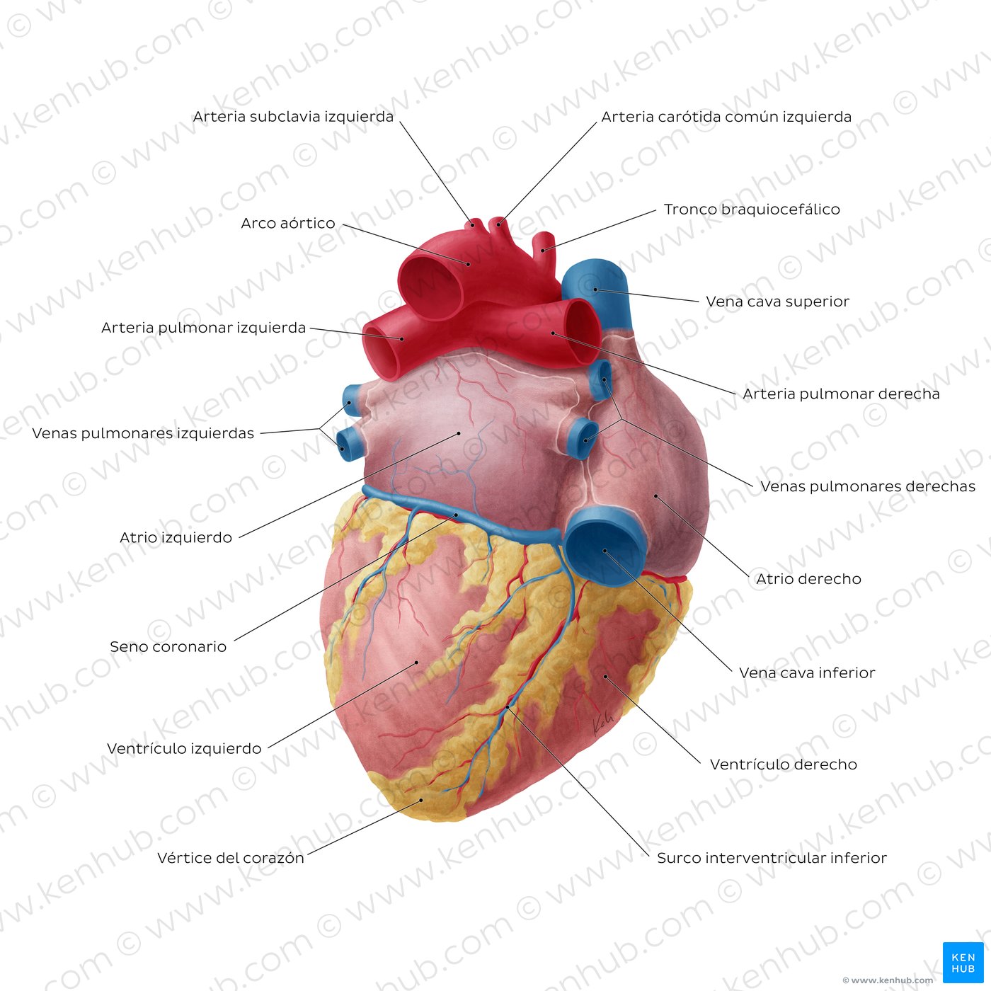 Visión posteroinferior del corazón