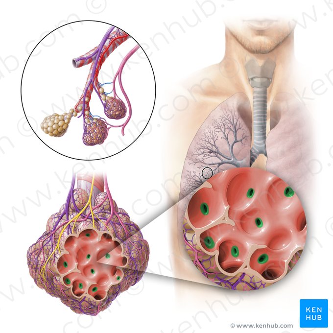 Poros alveolares (de Kohn) (Pori alveolares); Imagem: Paul Kim