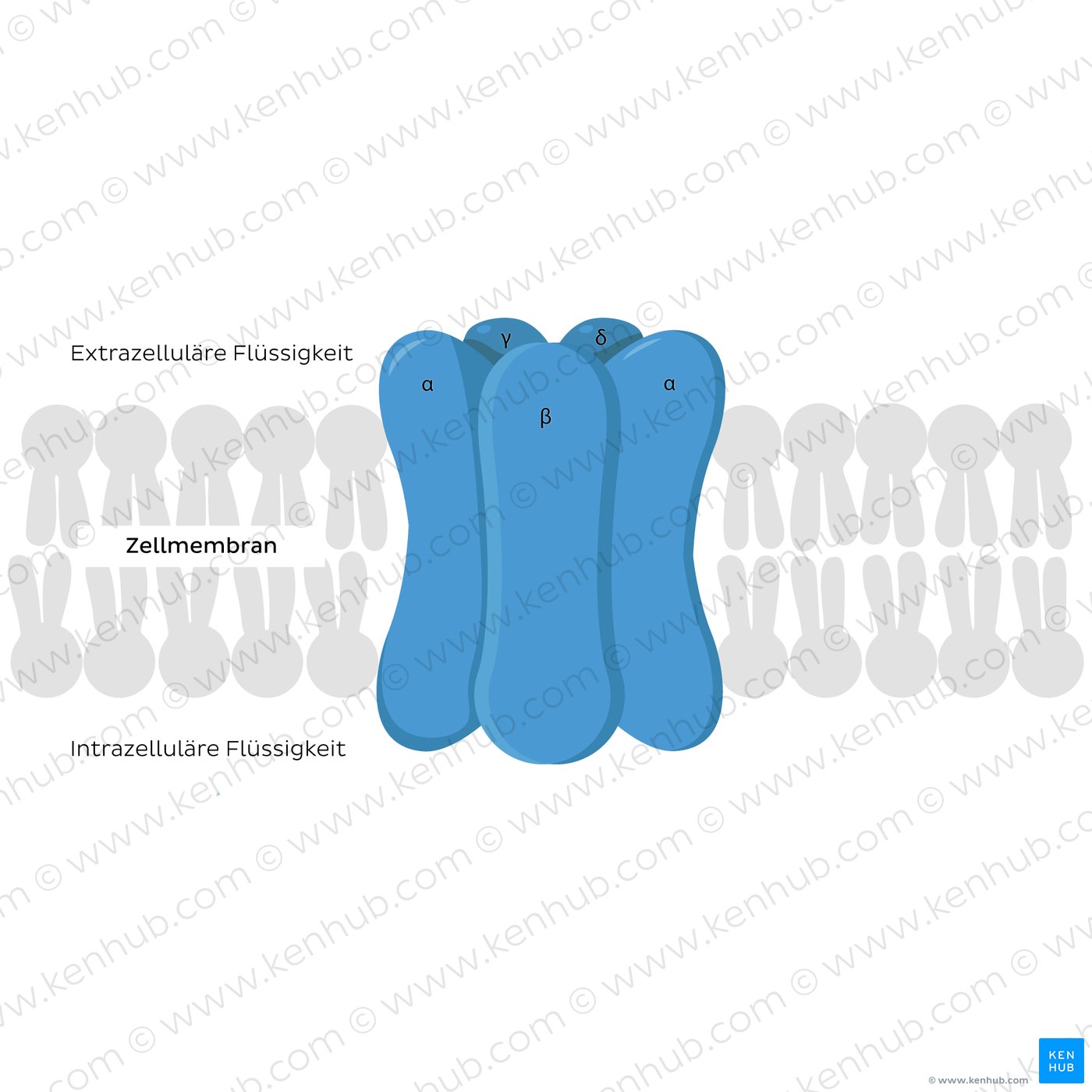 Ion channels: general structure and subunits