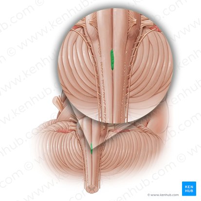 Decusación piramidal (Decussatio pyramidum); Imagen: Paul Kim