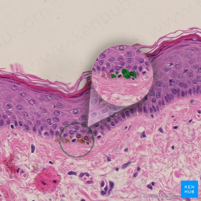 Melanocyte (Melanocytus); Image: 