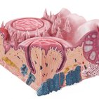 Upper digestive tract histology 