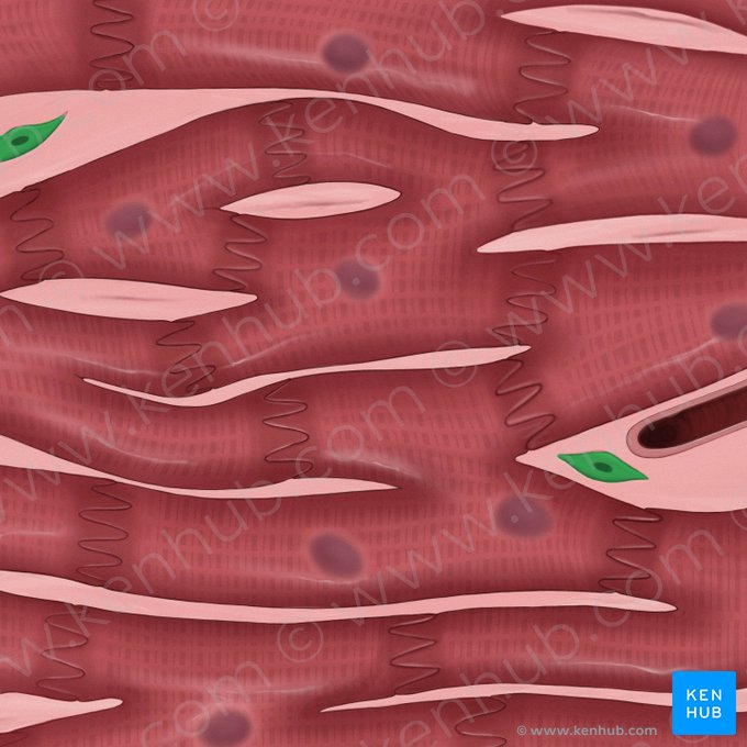Fibroblast (Fibroblastus); Image: Tal Bavli Ziv