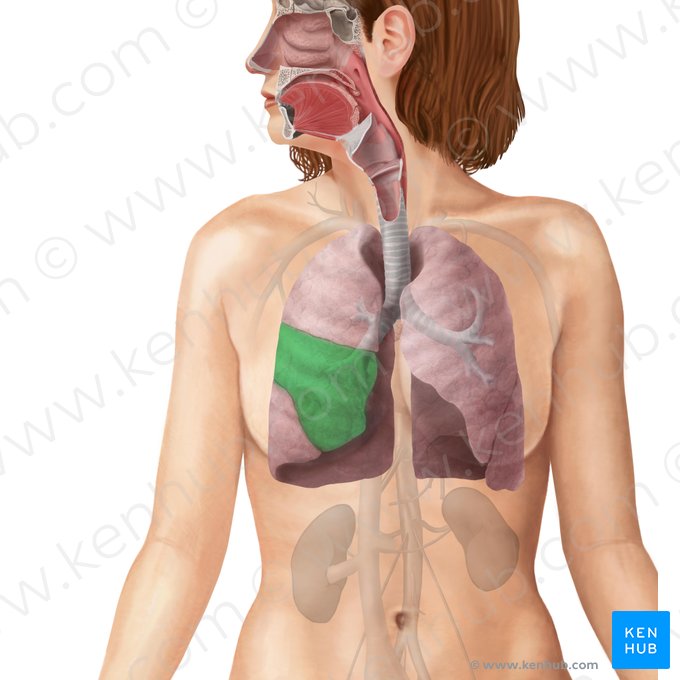 Lobo médio do pulmão direito (Lobus medius pulmonis dextri); Imagem: Begoña Rodriguez