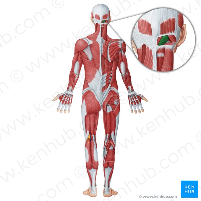 Musculus rectus capitis posterior major (Großer hinterer gerader Kopfmuskel); Bild: Irina Münstermann