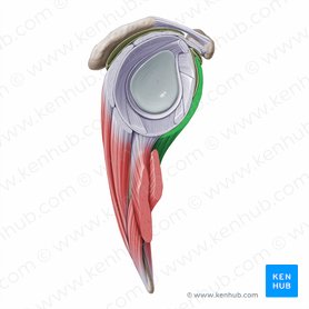 Subscapularis muscle (Musculus subscapularis); Image: Paul Kim