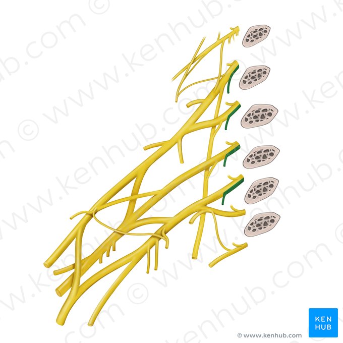 Ramos para los músculos largo del cuello y escalenos del plexo cervical (Rami musculares plexus brachialis (musculus longus colli, musculi scaleni)); Imagen: Begoña Rodriguez