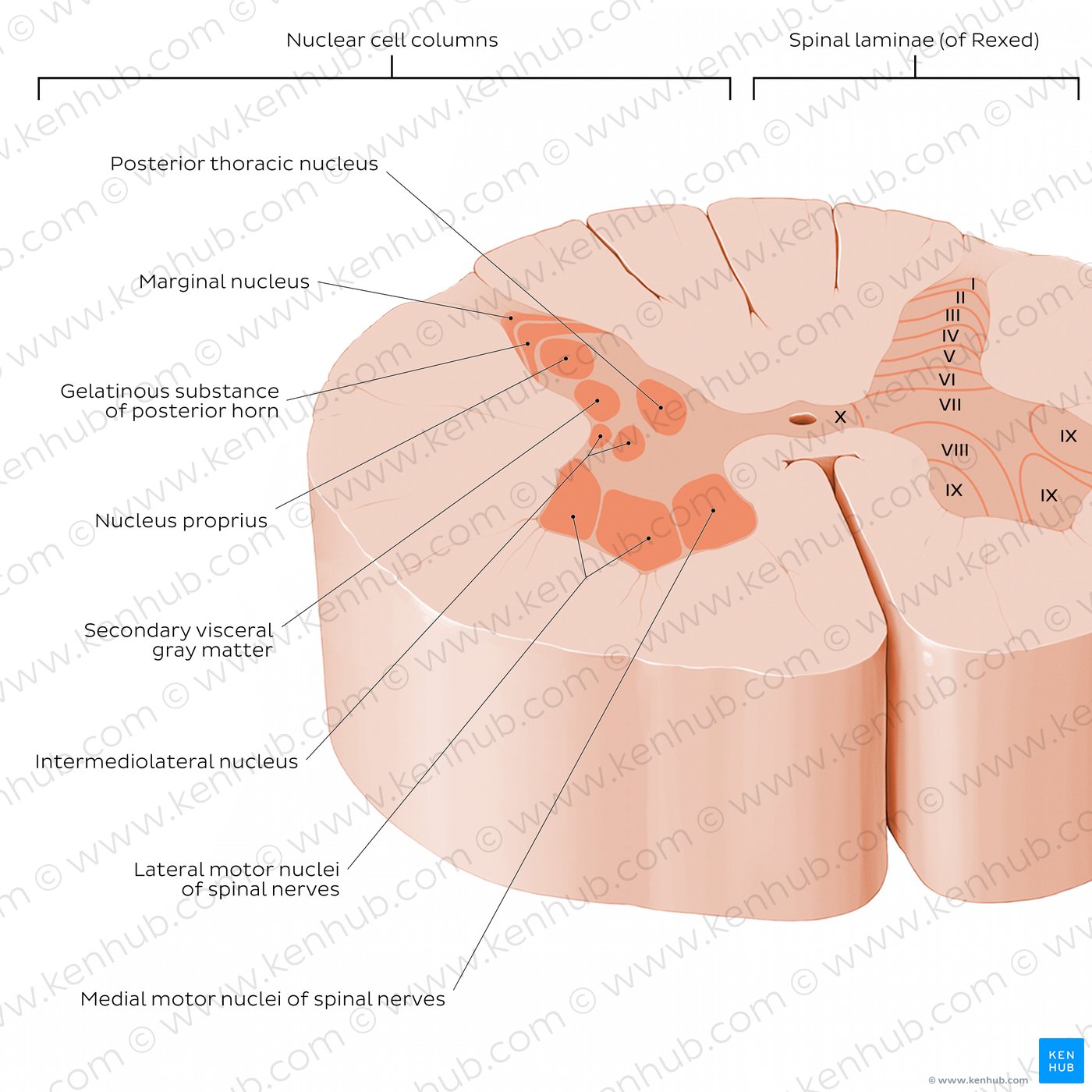 Spinal cord: Cross section (Gray matter)